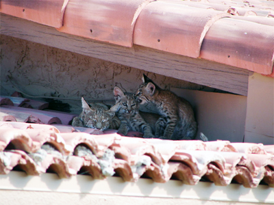 bobcats